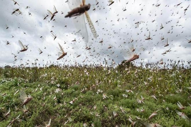 Pakistan to Set up National Locust Control Cell to Combat Insects