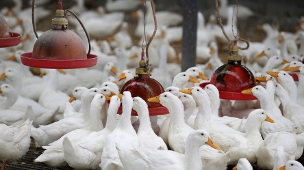 South Korea culls 19000 ducks after highly pathogenic H5N8 bird flu